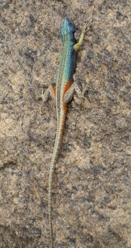 18.https www inaturalist org photos 1345115.580x360