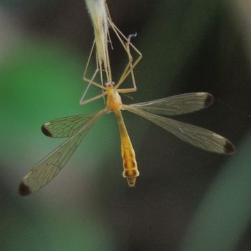 18.https www inaturalist org photos 1345169.580x360