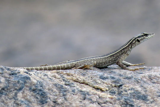 18.https www inaturalist org photos 1345404.580x360
