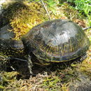 Image of Emys orbicularis (Linnaeus 1758)