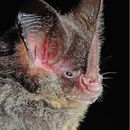 Image of striped hairy-nosed bat