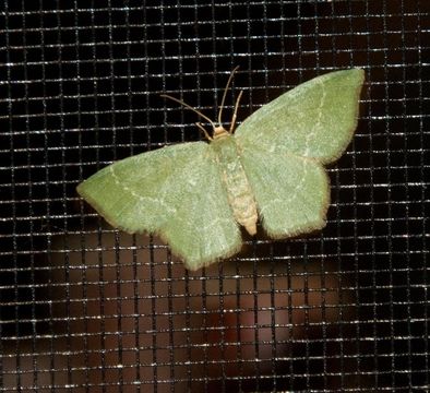 Image of Pistachio Emerald Moth
