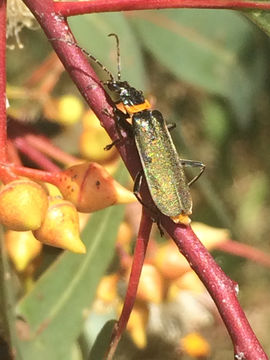 18.https www inaturalist org photos 1346580.580x360