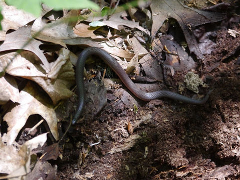 18.https www inaturalist org photos 134670.580x360