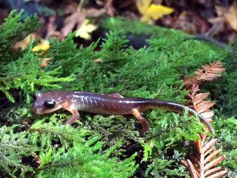 Image of Monterey Ensatina