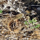 Image of Spiny-footed Lizard