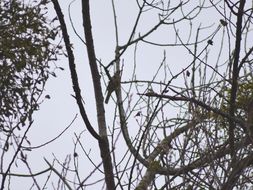 Image of Mistle thrush