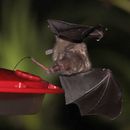 Image of Geoffroy's Tailless Bat