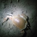 Image of speckled swimming crab