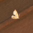 Image of Chevron Moth