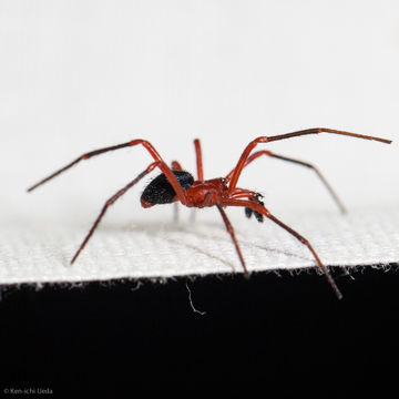 Image of <i>Nicodamus peregrinus</i> (Walckenaer 1841)