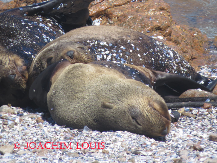 Image of Cape fur seal