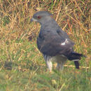 Image of African Cuckoo Hawk