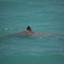Image of Orcaella heinsohni Beasley, Robertson & Arnold 2005