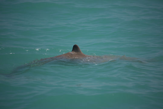 Image of Australian Snubfin Dolphin