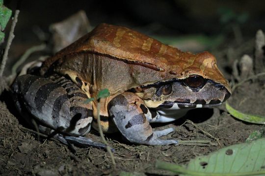 18.https www inaturalist org photos 1355106.580x360