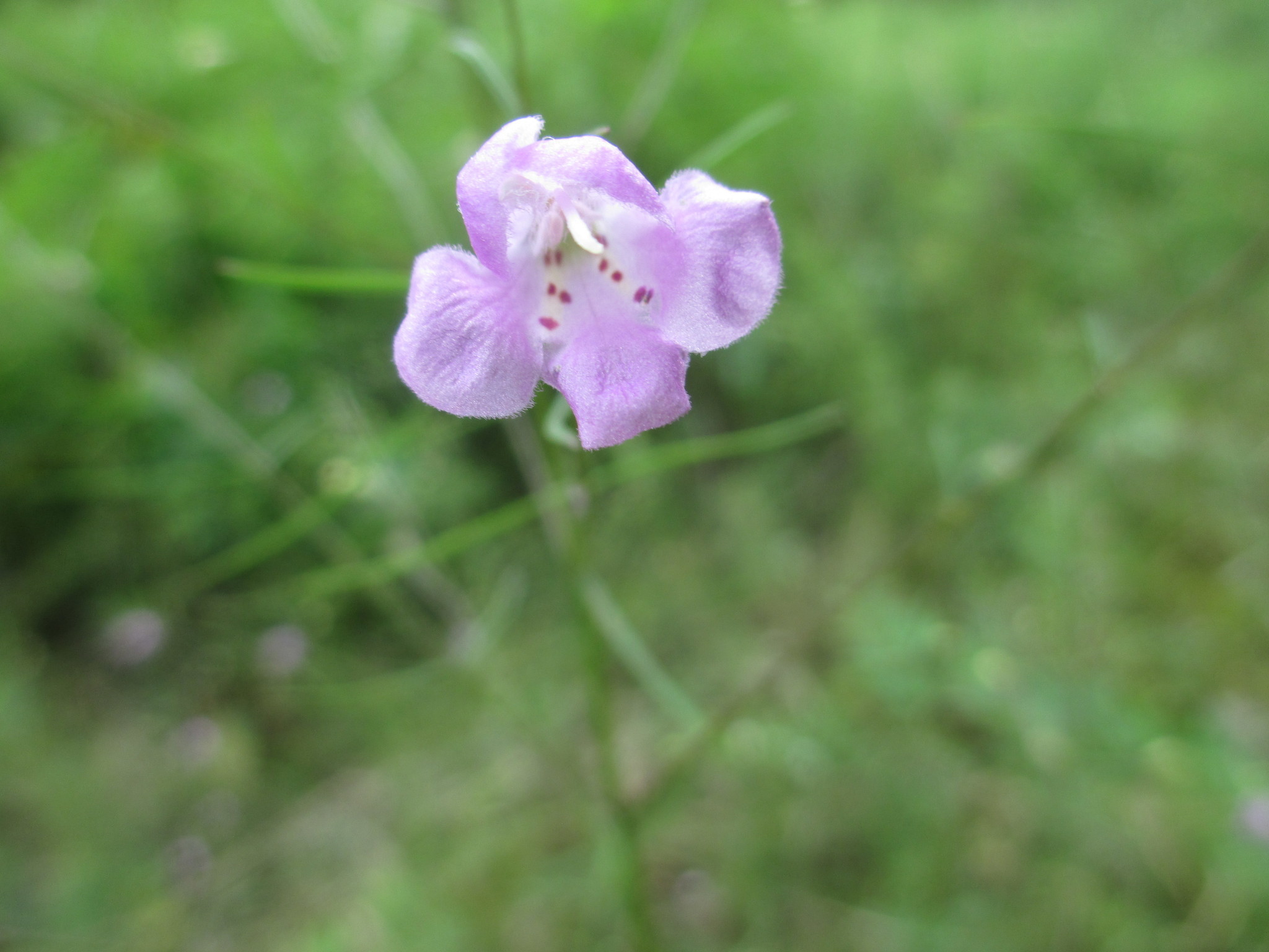 Image of <i>Agalinis tenuifolia</i>