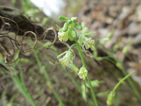 Image of <i>Boechera laevigata</i>