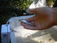 Image of Blacktail shiner