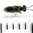 Image of <i>Anteon caledonianum</i>