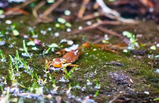 18.https www inaturalist org photos 1359516.580x360