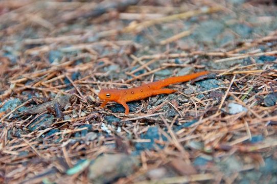 18.https www inaturalist org photos 1359533.580x360