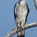 Image of African Hawk-Eagle