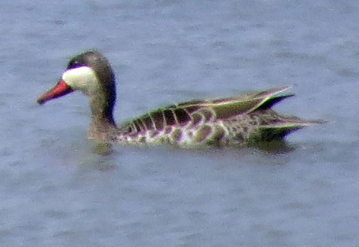 Image of Red-billed Duck