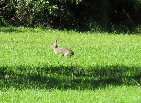 Image of Mexican Cottontail