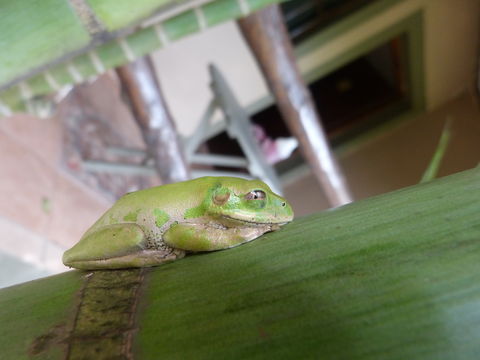 Image of Natal Tree Frog