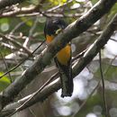 Image of Green-backed Trogon
