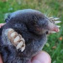 Image of Hairy-tailed Mole