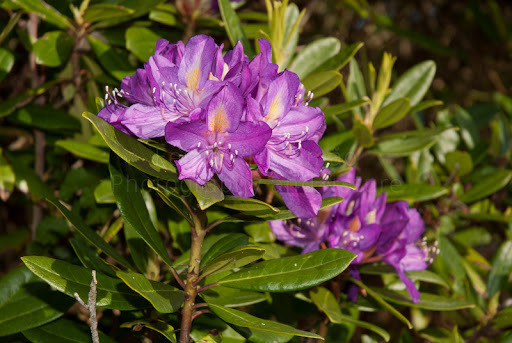 Image of <i>Rhododendron ponticum baeticum</i>