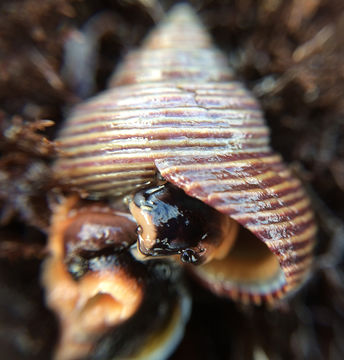 Image of Blue Top Snail