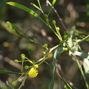 Image of <i>Acacia retinodes</i>
