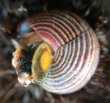 Image of blue topsnail