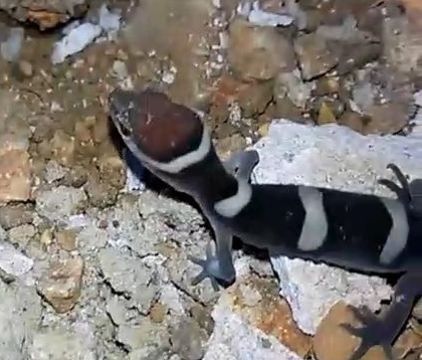 Image of Black Banded Gecko