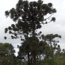 Image of <i>Araucaria angustifolia</i>