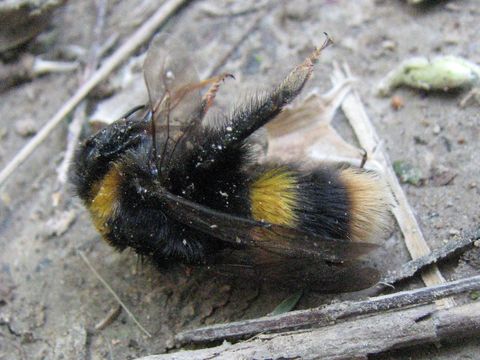 18.https www inaturalist org photos 1364306.580x360