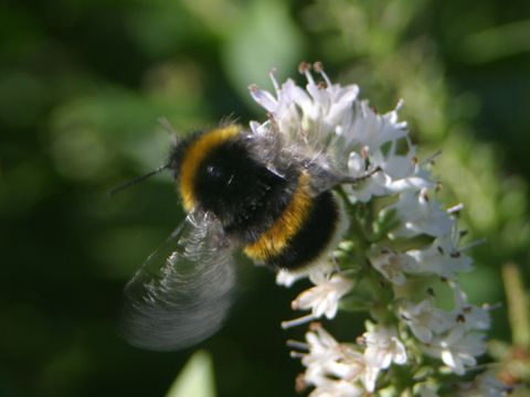 18.https www inaturalist org photos 1364308.580x360