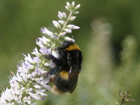 18.https www inaturalist org photos 1364309.580x360