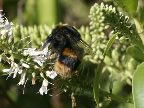 18.https www inaturalist org photos 1364310.580x360