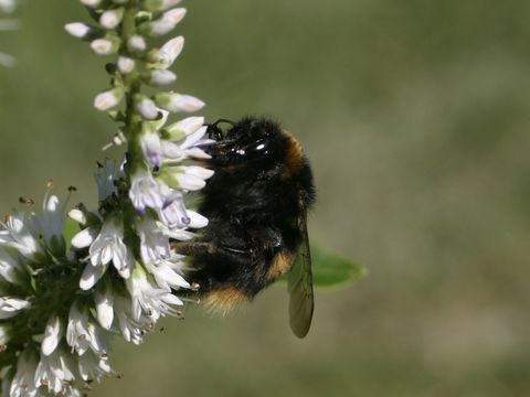 18.https www inaturalist org photos 1364312.580x360