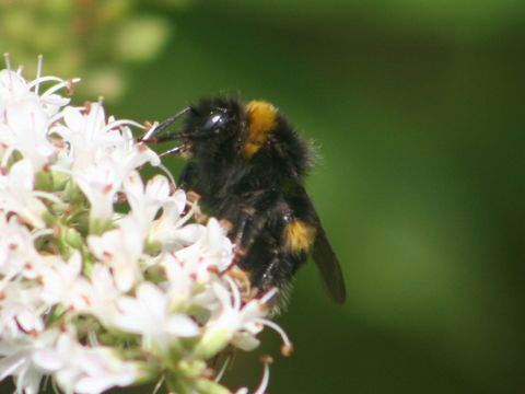 18.https www inaturalist org photos 1364313.580x360