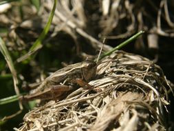 Image of New Zealand Grasshopper
