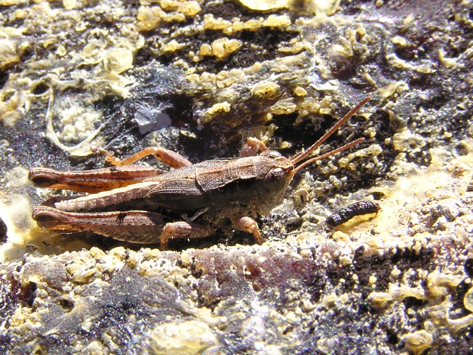 Image of New Zealand Grasshopper