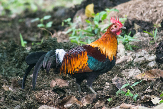 Image of Gamecock