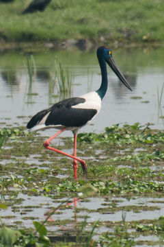 Image of Black-necked stork