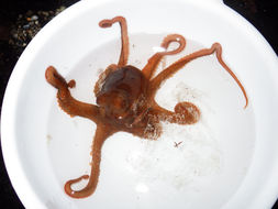 Image of East Pacific red octopus