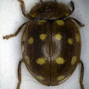 Image of Calvia quatuordecimguttata (Linnaeus 1758)